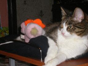 Маркировка домашних животных