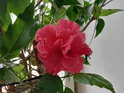 Цветок прекрасных женщин