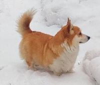 И сторож, и защитник
